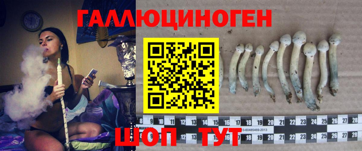 Галлюциногенные грибы прущие грибы Великий Устюг